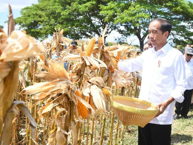 Presiden Jokowi Tekankan Pentingnya Keseimbangan Harga&nbsp;Jagung